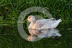 Snow Goose resting at lakeside