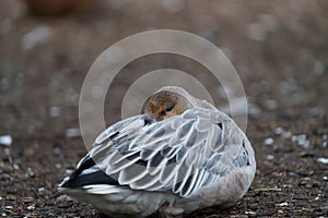 Snow Goose resting at lakeside