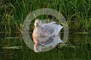 Snow Goose resting at lakeside