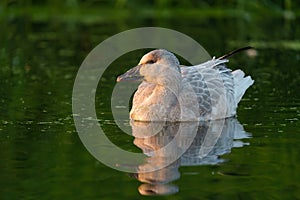 Snow Goose resting at lakeside