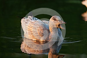 Snow Goose resting at lakeside