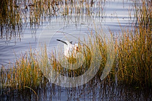 Snow goose staring through grasses while floating on the St. Lawrence River coastline in the Fall