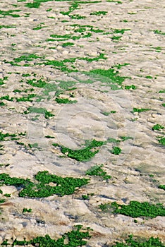 Snow on grass