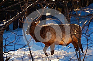 Snow-Grazing Elk
