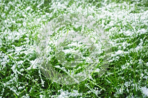 Snow on the green grass