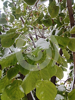 Snow on the green leaves