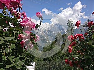 Snow and green mountains with flowers in Kinnaur, Himachal Pradesh India