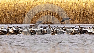 Snow and Grey Geese rest on a field flooded for them