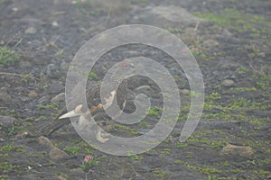 Snow grouse in the fog on FimmvÃ¶rduhals mountain pass, Iceland