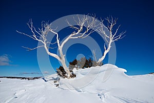 Snow Gum