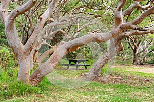 Snow gum trees - Shoal Bay