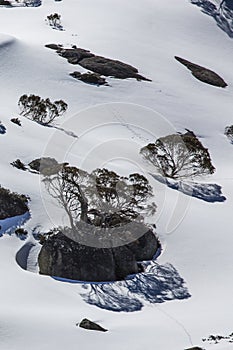 Snow Gums, Charlotte Pass