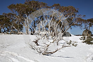 Snow Gums at Charlotte Pass