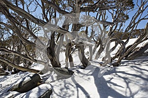 Snow Gums at Charlotte Pass, New South Wales