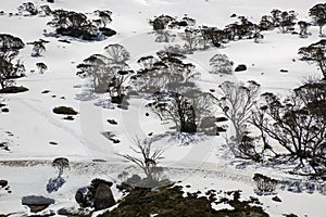 Snow Gums Eucalyptus pauciflora at Perisher Valley, New South Wales.