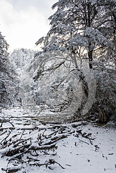 Snow Hailuogou scenery