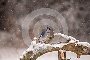 Snow hampers this blue jayBluejay photo