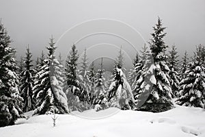 Snow in the Harz mountains