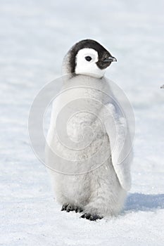 Emperor Penguin chick