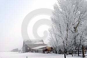 Snow and hoar frost on trees and outbuildings.