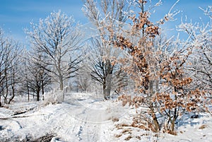 Snow and hoarfrost covering winter trees