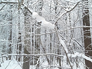 Snow and hoarfrost on the tree branches. Winter in the Park.