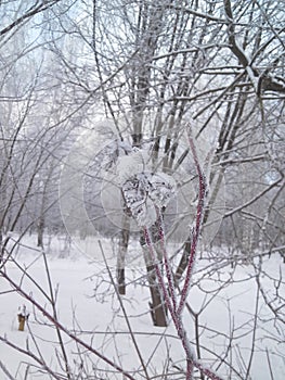 Snow and hoarfrost on the tree branches. Winter in the Park.