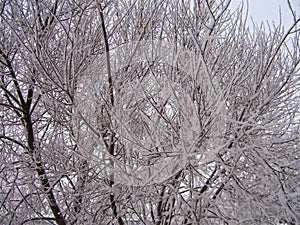 Snow, hoarfrost, trees in the winter in a hard frost, a close up, a background,