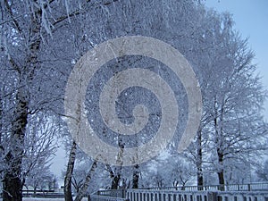 Snow, hoarfrost, trees in the winter in a hard frost, a close up, a background,