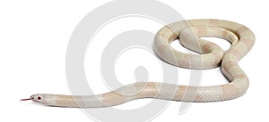 Snow Honduran milk snake, Lampropeltis triangulum hondurensis photo