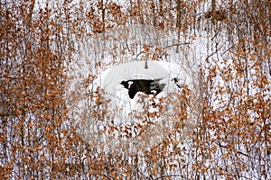 Snow house in the forest, winter forest