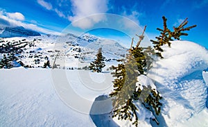 Snow  hugger Rockie mountains photo