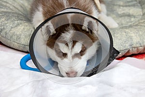 Snow husky puppy wearing cone, resembling Felidae with whiskers, snout, tail