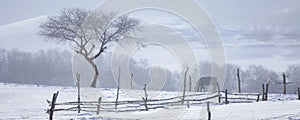 Un árbol en la nieve 