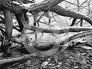 Snow ice and cold icicles hanging on fallen tree wood over clear mountain lake water in black and white monochrome greyscale