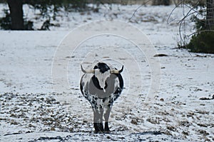 Corriente cow in Texas winter weather photo