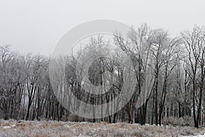 Snow and Ice covered forest 1