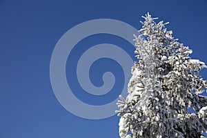 Snow and ice covered pine tree top pointing towards the blue sky