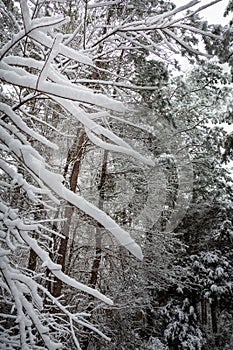 Snow and Ice Covered Tree Branches Close Up