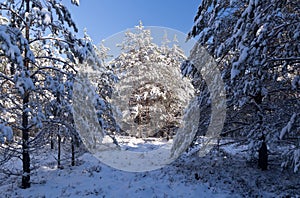 Snow and ice covered trees in the winter forest landscape, winter season or christmas concept