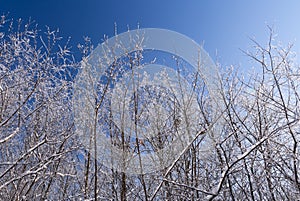 Snow and ice covered trees in the winter forest landscape, winter season or christmas concept