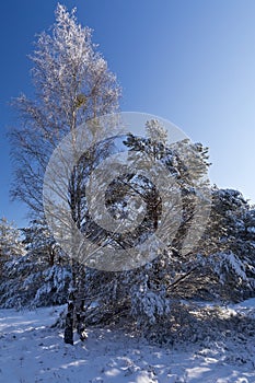 Snow and ice covered trees in the winter forest landscape, winter season or christmas concept