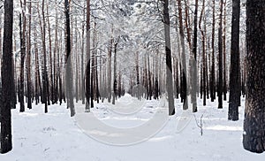 Snow and ice covered trees in the winter forest landscape, winter season or christmas concept