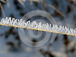 Snow and Ice Crystals on Plants