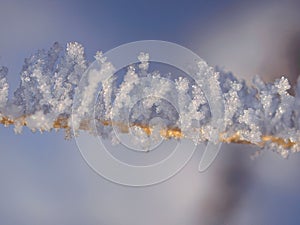 Snow and Ice Crystals on Plants