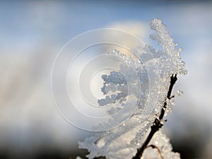 Snow and Ice Crystals on Plants