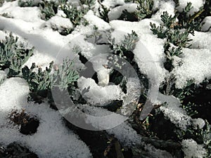 Snow and Ice on a Cypress Plant in the Sun. photo