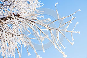 Snow ice, hoarfrost on tree branches on blue sky, close-up. Winter Fairytale nature, sunny frosty day, texture background
