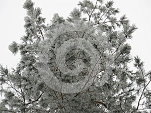 Looking up on pine tree on a blue sky background. Branches covered with snow. Beautiful winter scenery in forest