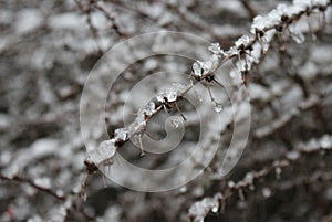 Snow and ice on a plant